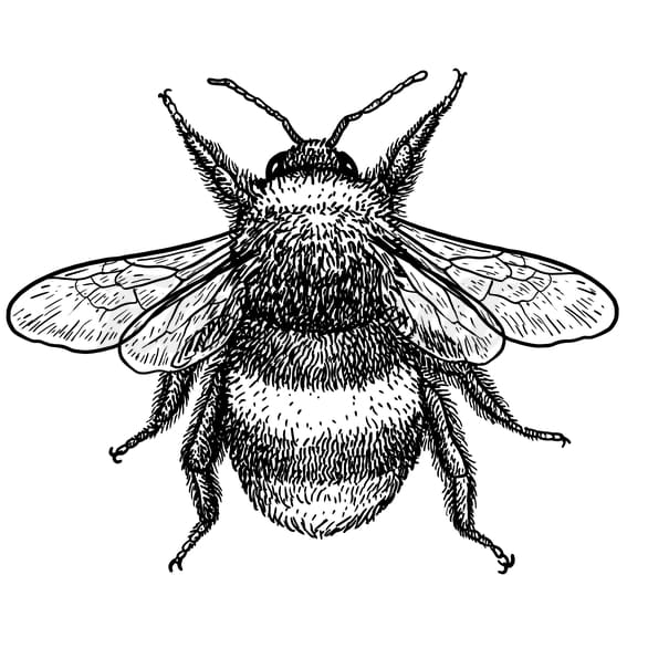 Blackwork Bee - Temporary Tattoo