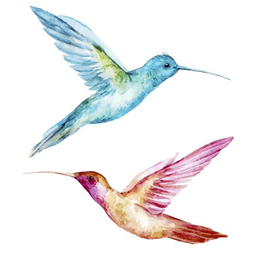Colourful Birds - Temporary Tattoo