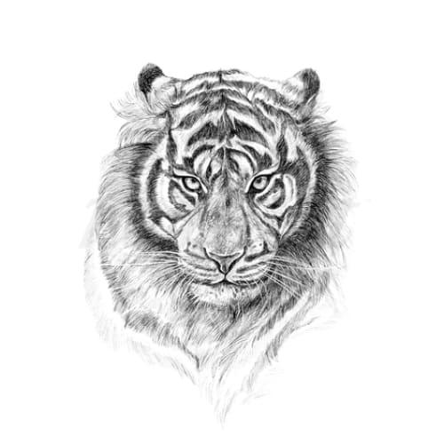 Determined Tiger - Temporary Tattoo – EasyTatt Ink co.