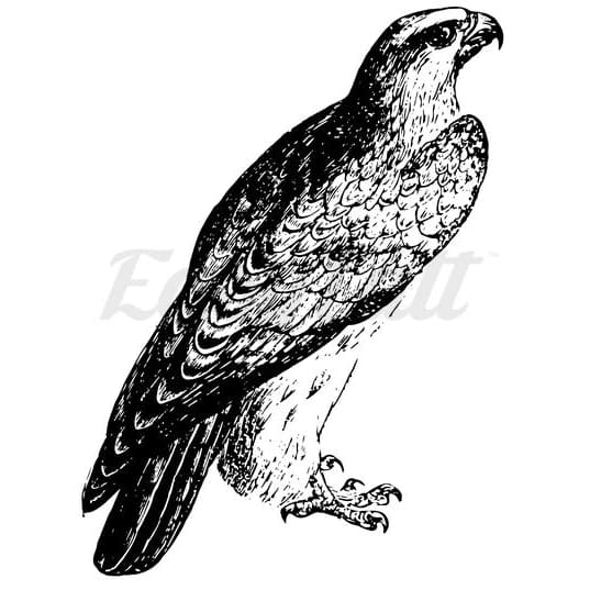 Hawk - Temporary Tattoo