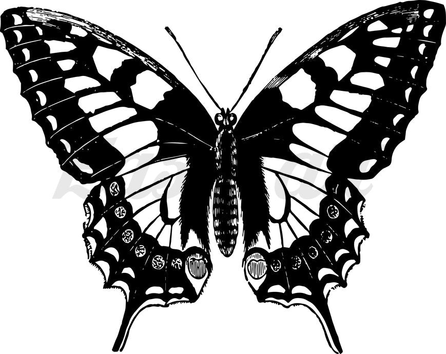Noir Butterfly