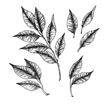 Shaded Leaves - Temporary Tattoo