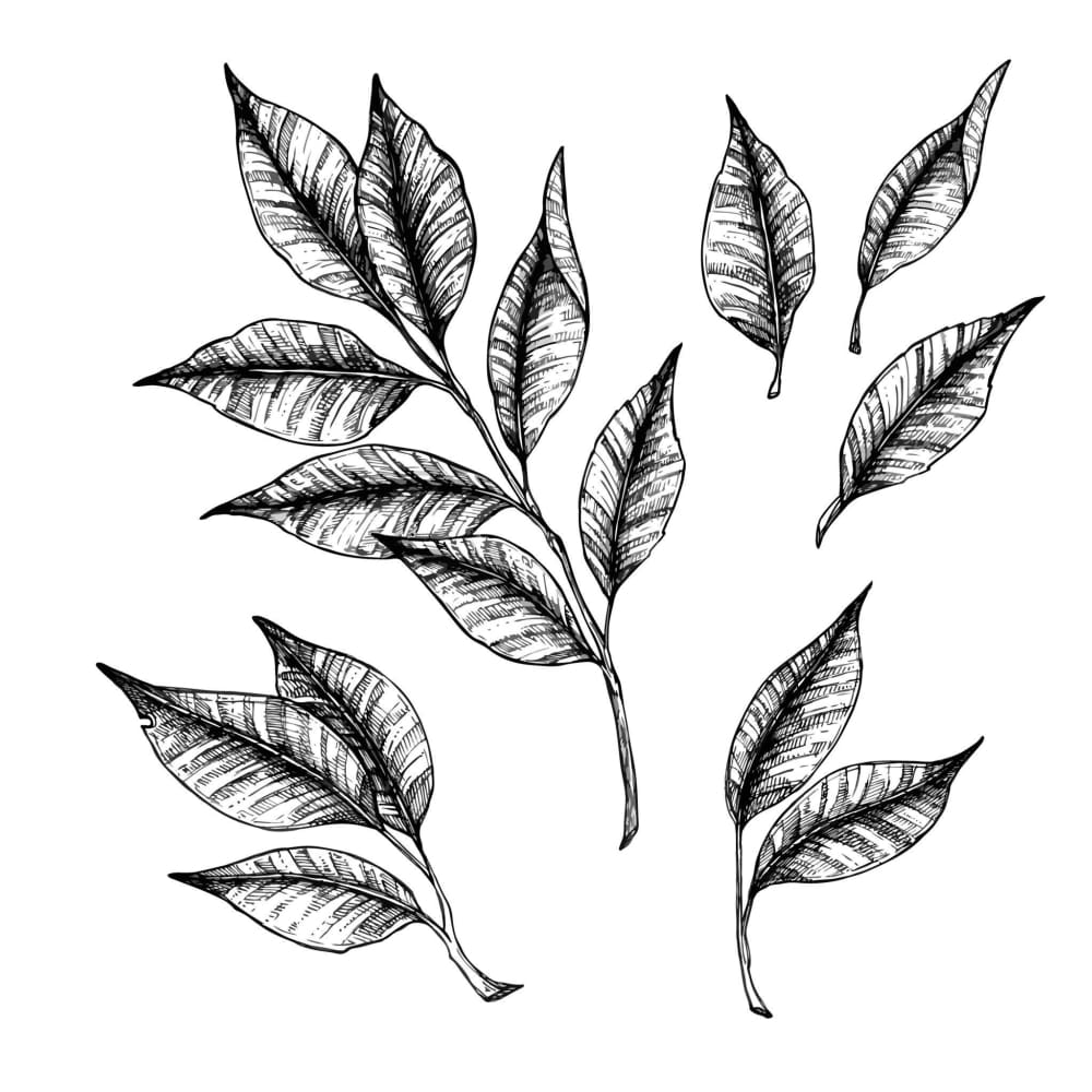 Shaded Leaves - Temporary Tattoo