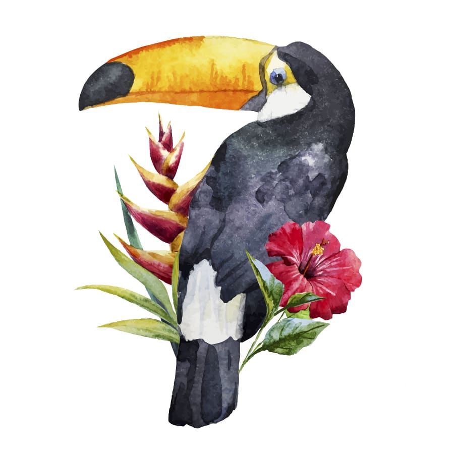 Toucan - Temporary Tattoo