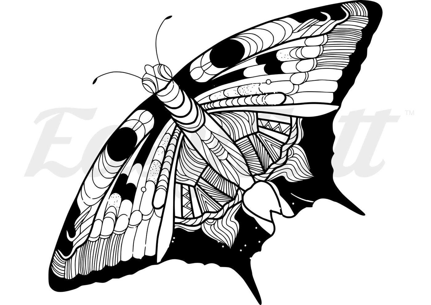 Patterned Moth