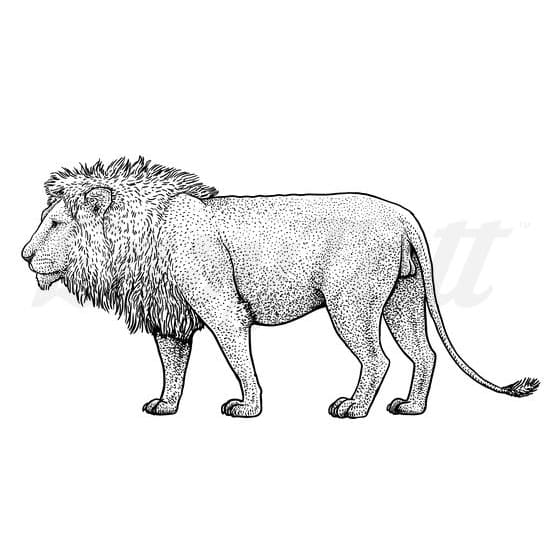 Calm Lion - Temporary Tattoo