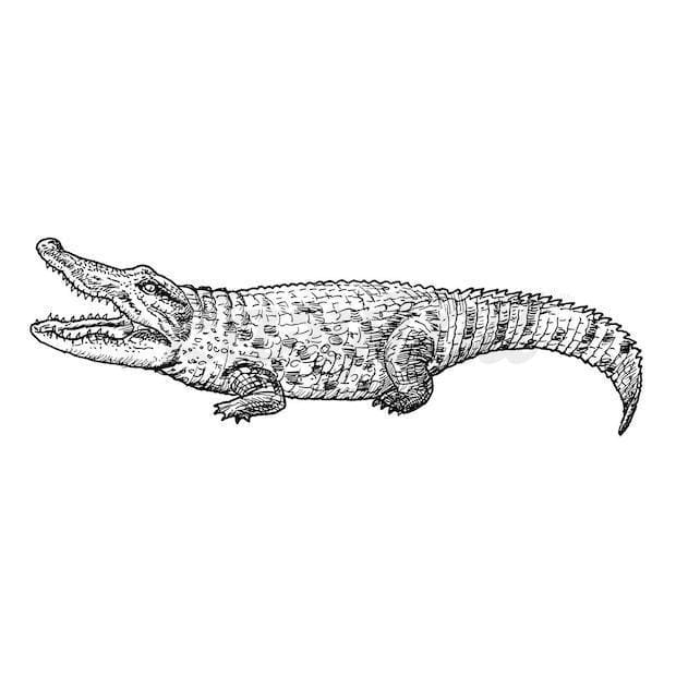 Crocodile - Temporary Tattoo