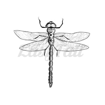 Dragon Fly - By Joana Mena - Temporary Tattoo