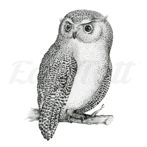 Pygmy Owl - Temporary Tattoo