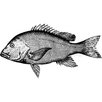 Scaly Fish - Temporary Tattoo