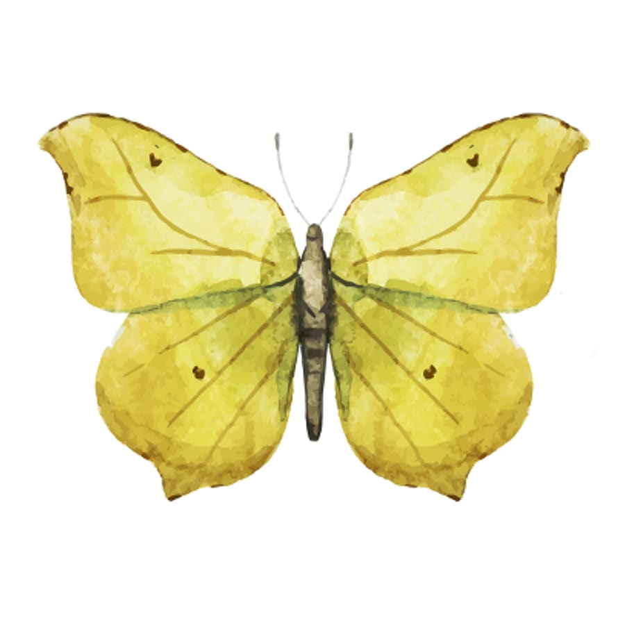 Yellow Butterfly - Free